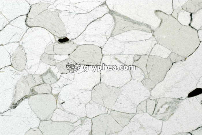 Olivine LPNA x10 - gryphea.com